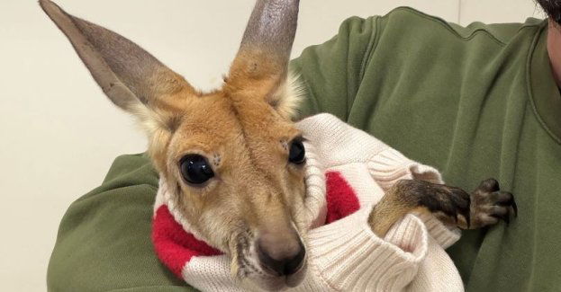 Sukces opiekunów warszawskiego zoo. Kangurzyca Stefcia odchowana dzięki opiece zastępczej