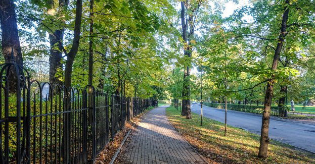Trzy nowe pomniki przyrody w mieście