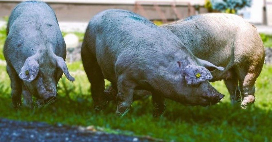 zdjęcie: Zaniedbał 80 świń i wychudzone psy usłyszał zarzuty / fot. KPP Jarocin