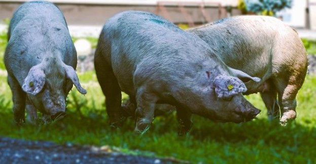 Zaniedbał 80 świń i wychudzone psy usłyszał zarzuty
