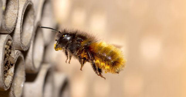 Wielki Dzień Pszczół spotkaniem nie tylko dla dzieci