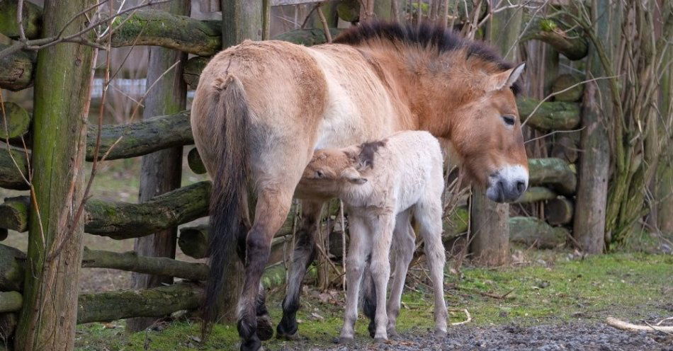 zdjęcie: W zoo urodził się koń Przewalskiego, warszawiacy mogą wybrać mu imię / fot. PAP