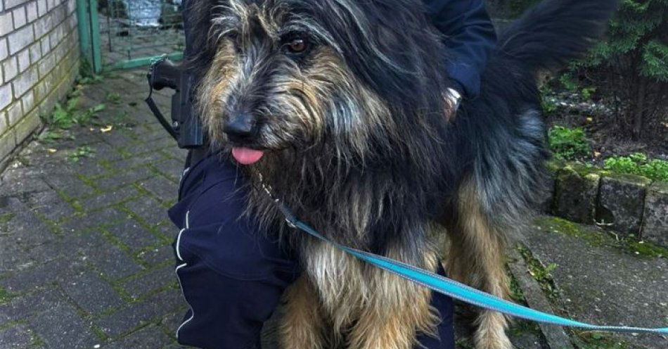 zdjęcie: Owczarek kataloński sam przyjechał pociągiem do Świnoujścia / fot. KMP w Świnoujściu