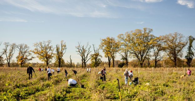 Zielone płuca Wrocławia: WROsoundowa ekipa sadzi las w mieście