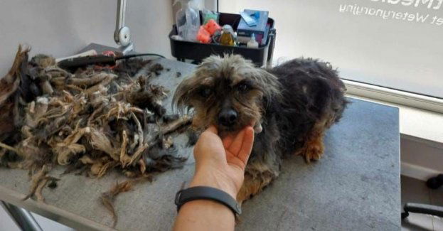 Pies odebrany właścicielowi za zaniedbanie