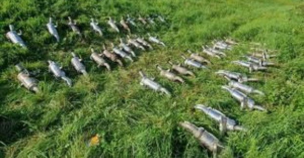 Kolejne 83 zarzuty dla złodziei katalizatorów. Straty przekraczają 2 miliony złotych.