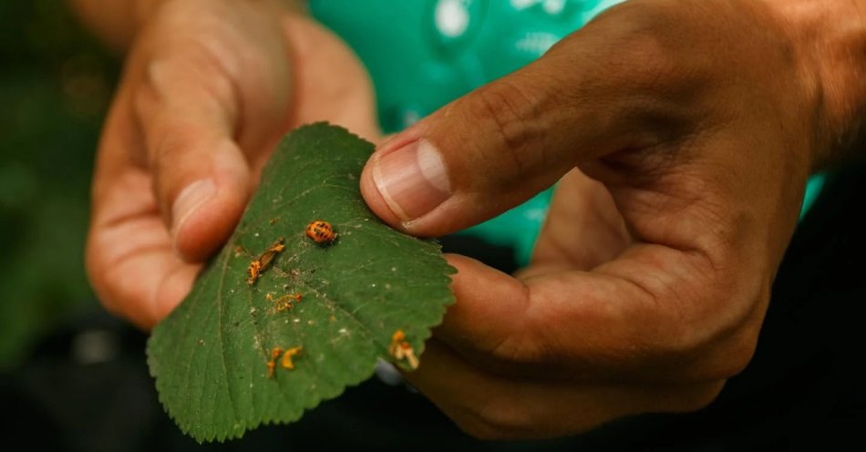 zdjęcie: Zielona Łódź zaprasza na spacer entomologiczny / fot. nadesłane