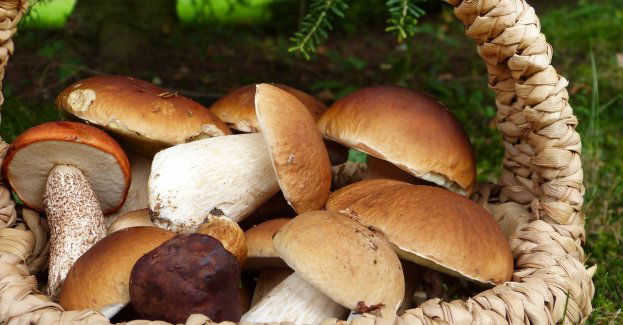 Rady dla grzybiarzy
