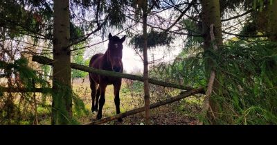 Policjanci z Nowogardu nakarmili konia i psa podczas interwencji