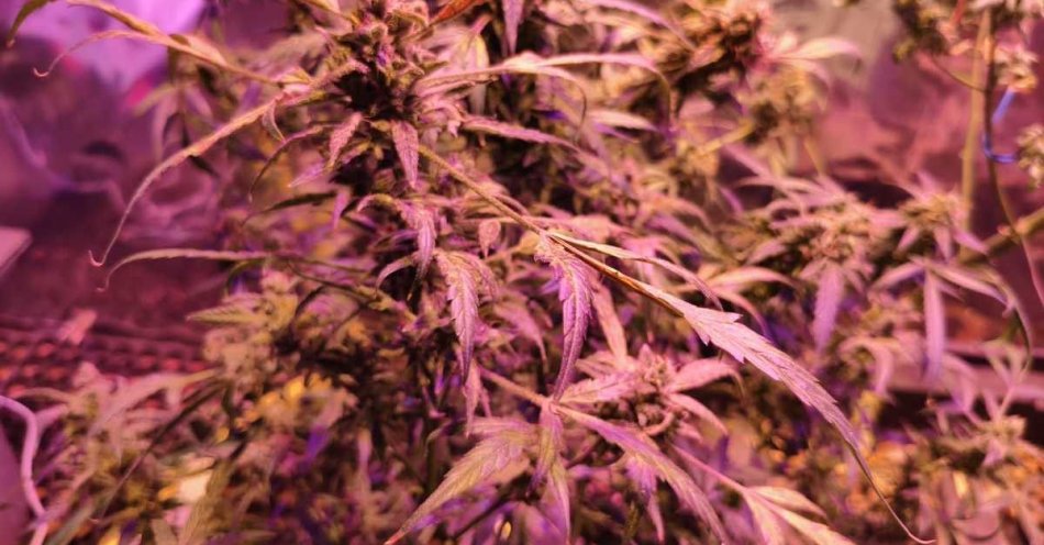 zdjęcie: Zatrzymany za uprawę i posiadanie konopi w powiecie bieszczadzkim / fot. KPP w Ustrzykach Dolnych