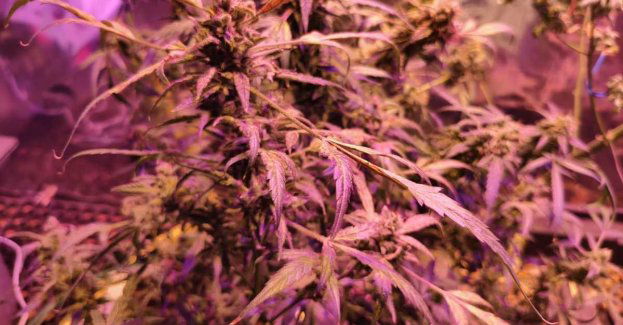 Zatrzymany za uprawę i posiadanie konopi w powiecie bieszczadzkim