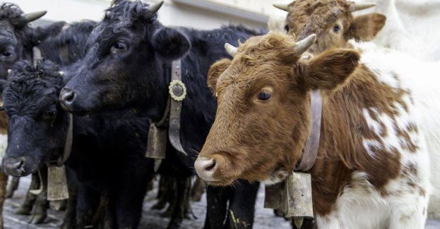 Tegoroczna Śląska Wystawa Bydła Hodowlanego odwołana
