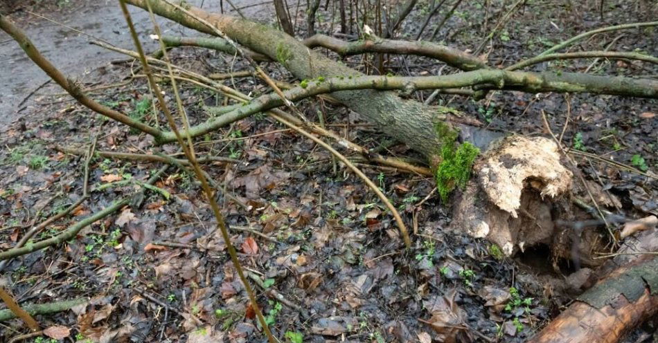 zdjęcie: Prawie 1,2 tys. zgłoszeń związanych z usuwaniem skutków silnego wiatru / fot. PAP