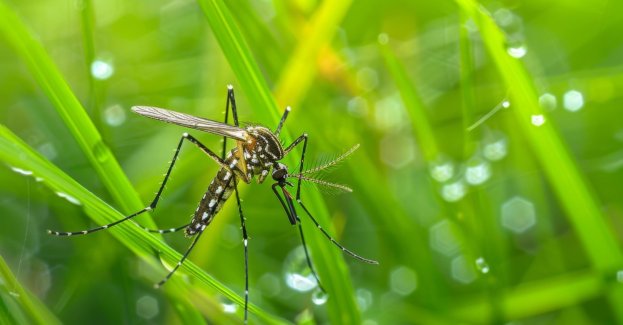 Wrocław już od lat walczy z komarami. Miasto stosuje biologiczne opryski, monitoruje tereny zielone i zarybia zbiorniki