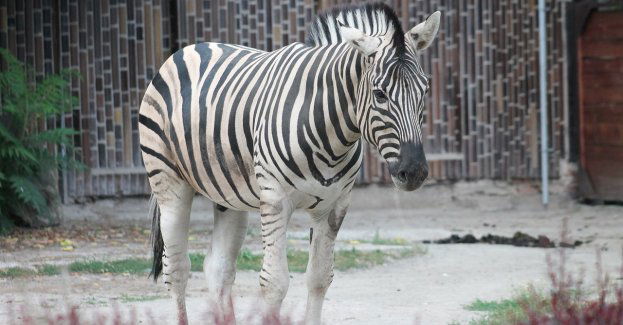 W zoo urodziła się zebra Chapmana