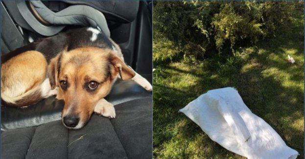 Policjanci poszukują właściciela psa porzuconego w worku