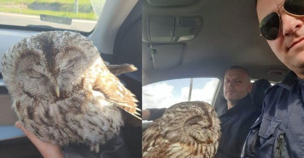 Niecodzienna interwencja bardzkich dzielnicowych