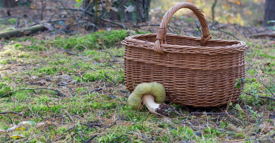 zdjęcie: Rozpoczyna się sezon grzybobrania. Polcijanci apelują o rozwagę / pixabay/4608702