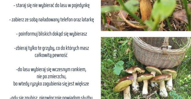 Grzybobranie? Jak zadbać o bezpieczeństwo w lesie