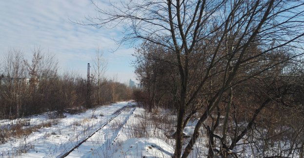 Dzielnica odmówiła zgody na wycinkę 3200 drzew. Kolej się odwołała