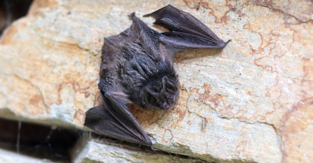 W centrum znaleziono martwego nietoperza; chorował na wściekliznę