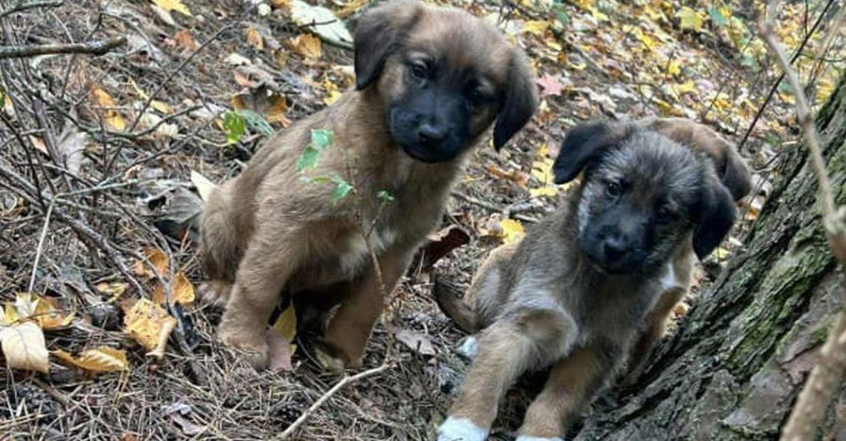zdjęcie: Kobieta porzuciła sześć szczeniaków odpowie za znęcanie / fot. KPP Inowrocław