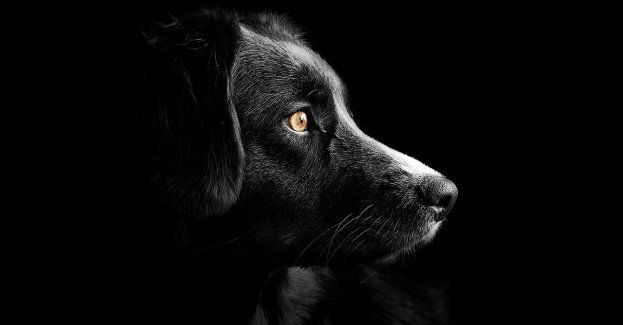 Skatował psa łopatą, bo wszedł na jego posesję.