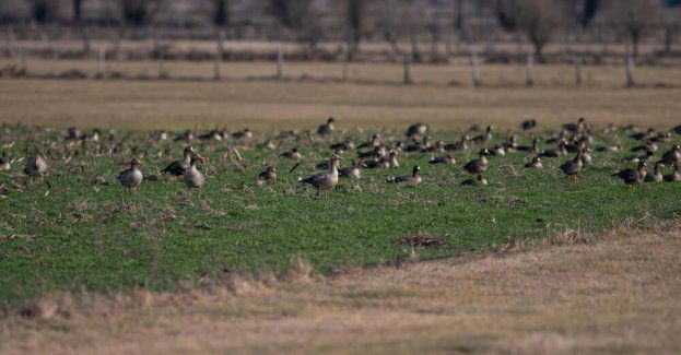 Wykryto dwa ogniska grypy ptaków