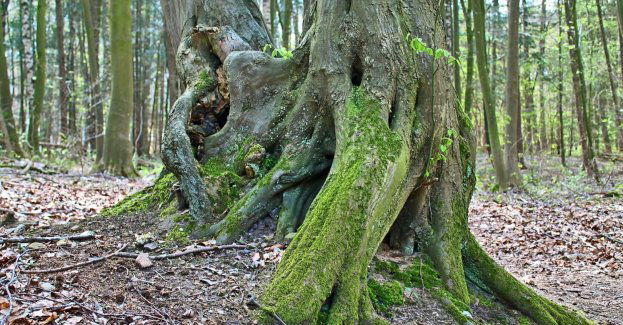 Ok. 2 tys. młodych drzew należałoby posadzić, by zastąpić 100-letniego buka