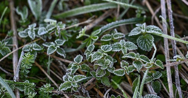 IMGW ostrzega przed przymrozkami w całym kraju
