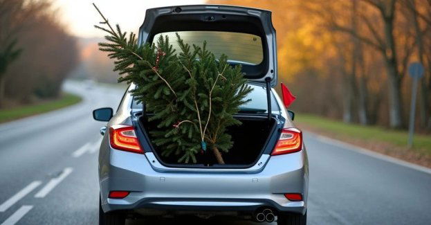 Jak bezpiecznie przewieźć choinkę i uniknąć mandatu