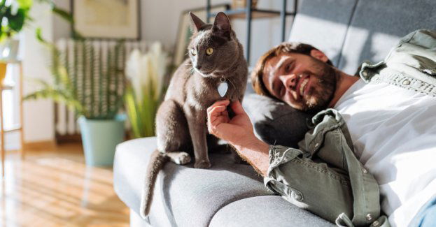 Dzień Kota: 5 faktów o kotach, które mogą cię zaskoczyć