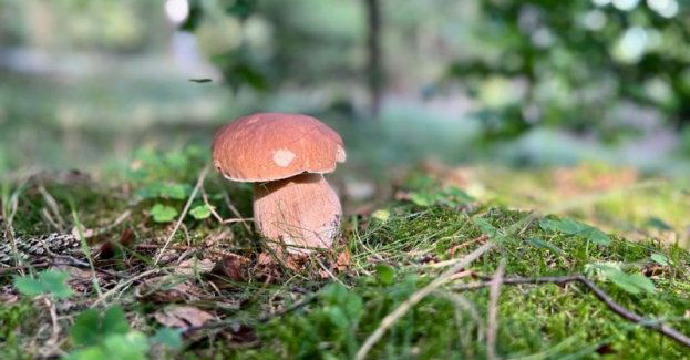 Grzybiarzu bądź rozsądny