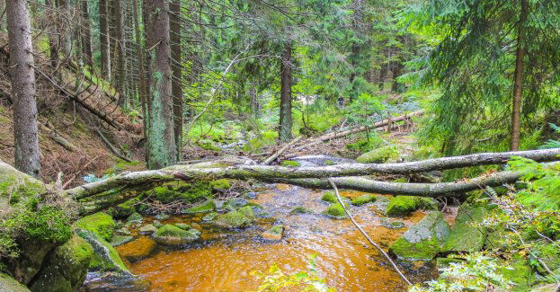 Rusza naprawa szklaków uszkodzony przez powódź w Karkonoskim Parku Narodowym