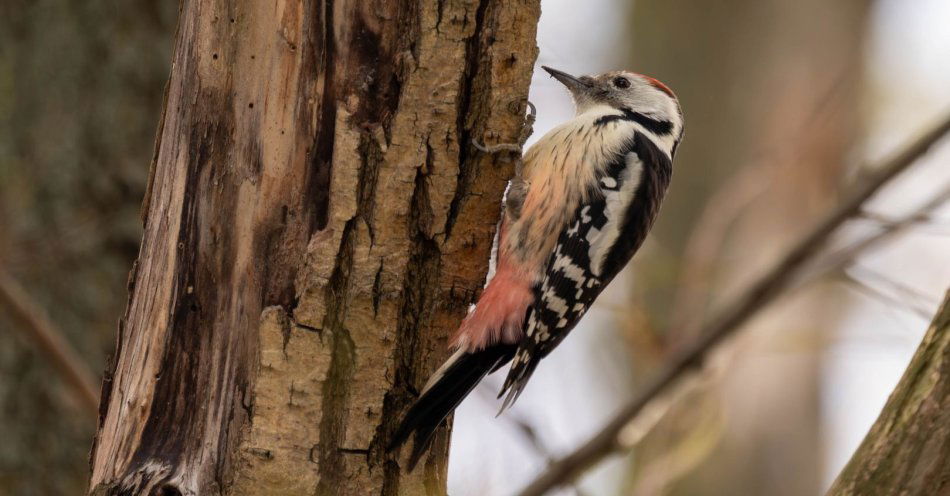 zdjęcie: Jak pomagać ptakom i innym dzikim zwierzętom podczas mrozów / fot. nadesłane