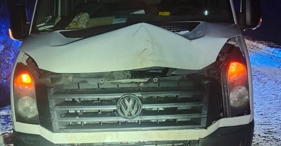 zdjęcie: Łoś potrącony przez VW Craftera na drodze do Gostynina / fot. KPP w Gostyninie