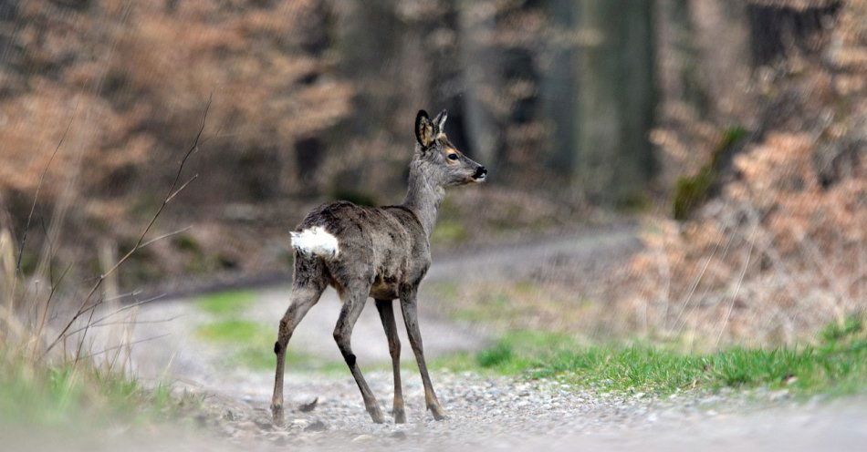 zdjęcie: Uwaga! Zwierzyna leśna na drodze! / pixabay/6190533