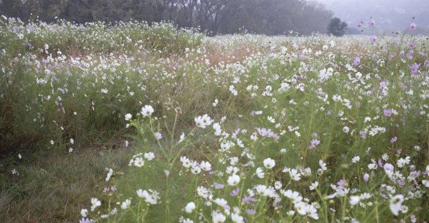 Cząstki stałe w powietrzu jedną z przyczyn wymierania owadów