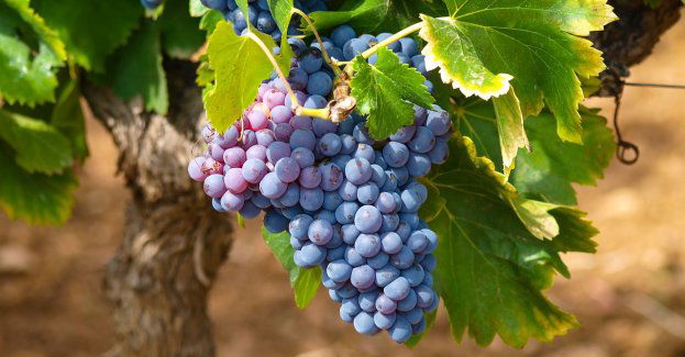 Winobranie 2022 - nie tylko pod znakiem degustacji. Znany jest już program