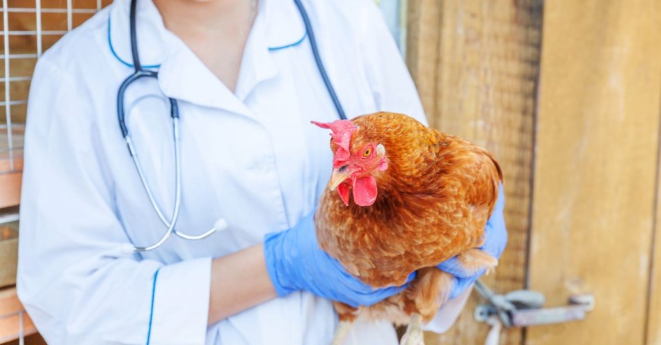 zdjęcie: Ptasia grypa u dzikich ptaków / v7461845