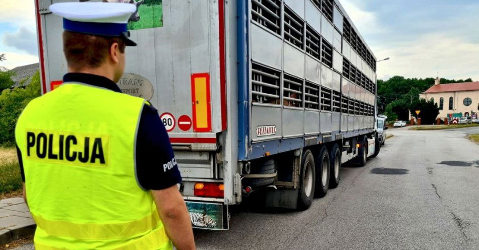 zdjęcie: Transport zwierząt pod lupą - policjanci i inspektorzy sprawdzili warunki przewozu / fot. KPP w Radomsku
