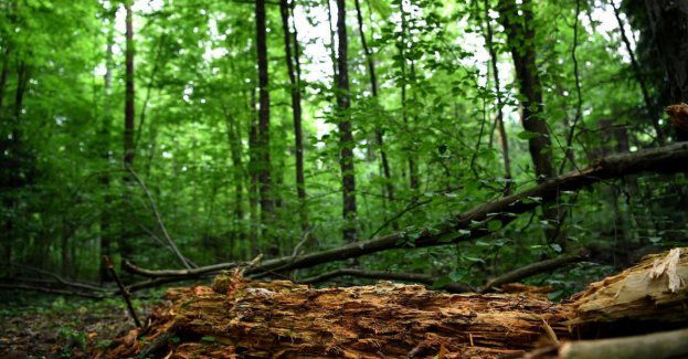 Nie zgodzimy się na prywatyzację Lasów Państwowych