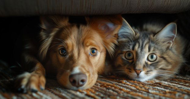 Zimą dbaj o zwierzęta i zrezygnuj z fajerwerków w Sylwestra