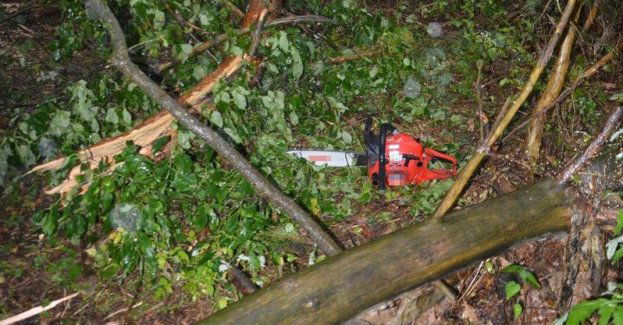 Tragiczny wypadek podczas wycinki drzewa