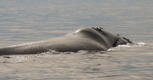 Martwy wieloryb ze Świnoujścia wypłynął na plaży w Wisełce