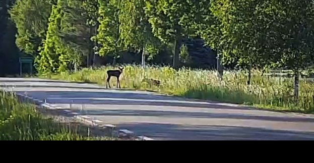 Dwa młode łosie błąkały się przy jezdni. Dzięki profesjonalnej pomocy trafiły do ośrodka