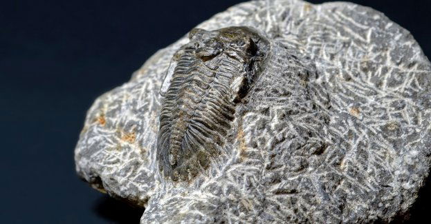 Celnicy udaremnili przemyt cennych skamieniałości