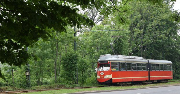 Na pętli Kawęczyńska-Bazylika drzewo spadło na trakcję, utrudnienia w kursowaniu tramwajów
