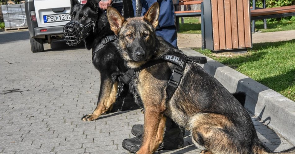 zdjęcie: Cerber dołączył do Hadesa. dwa psy patrolowo-tropiące będą dbały o bezpieczeństwo mieszkańców / fot. KPP Strzelce Krajeńskie