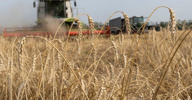 Od 16 września do Polski nie będzie można wwieźć niektórych produktów rolnych z Ukrainy, w tym zbóż